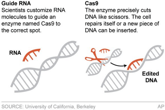 Fig3:CRISPR technology