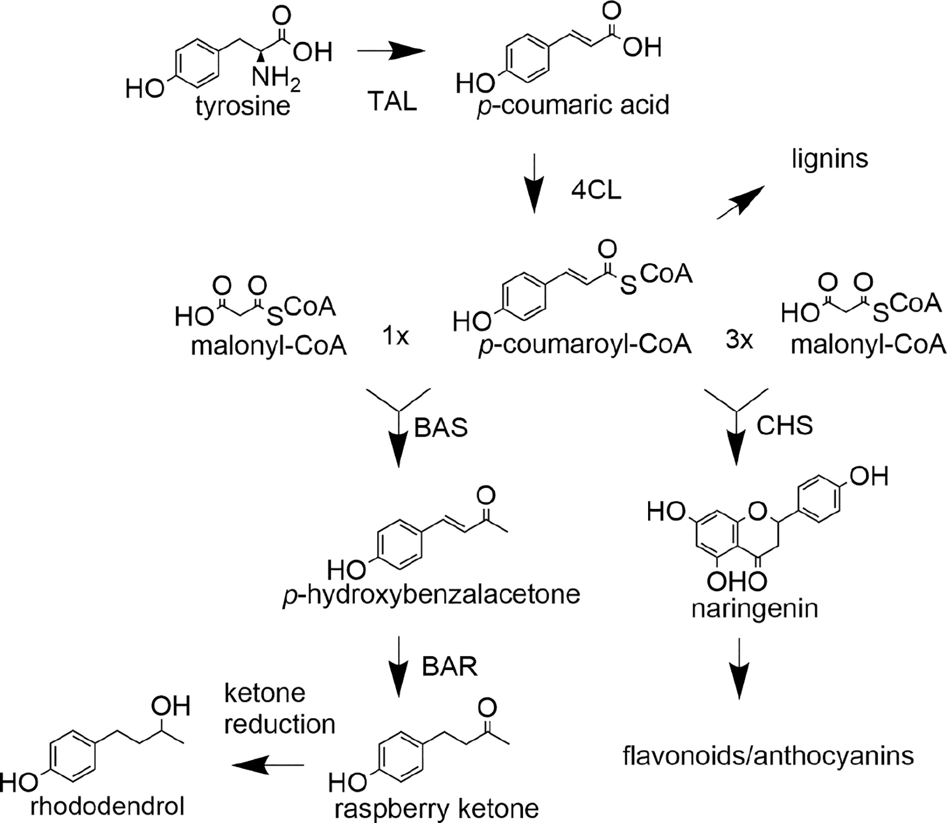 Saccharomyces cerevisiae efficiently produces the spice raspberry