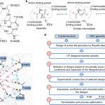 Computational Enzyme Design