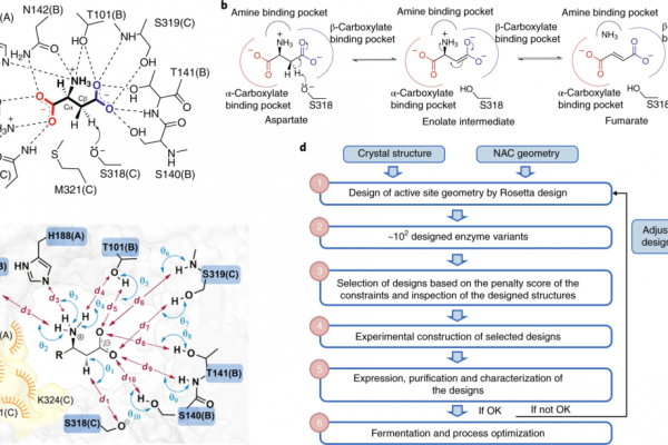 Computational Enzyme Design