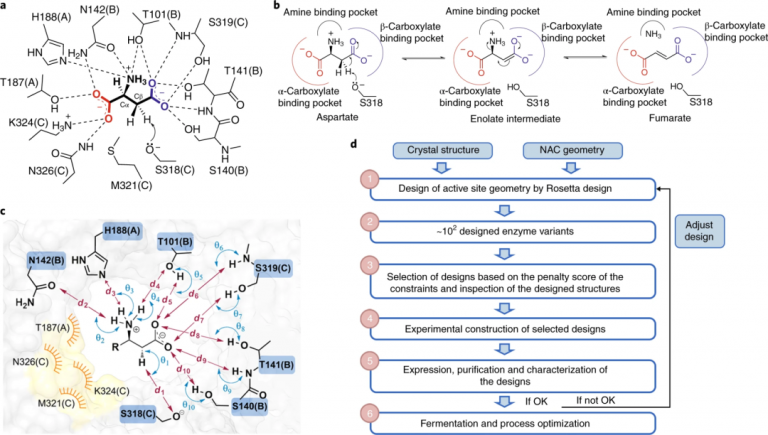Computational Enzyme Design