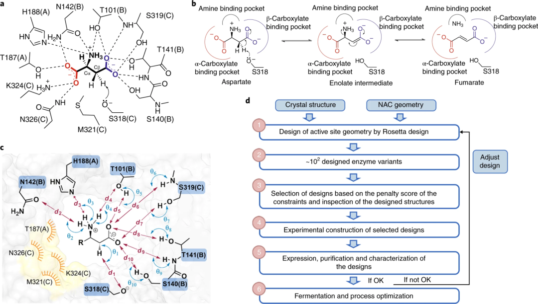 Computational Enzyme Design