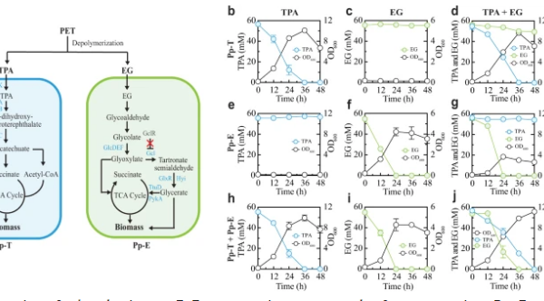 A synthetic P. putida consortium for simultaneous TPA and EG degradation.