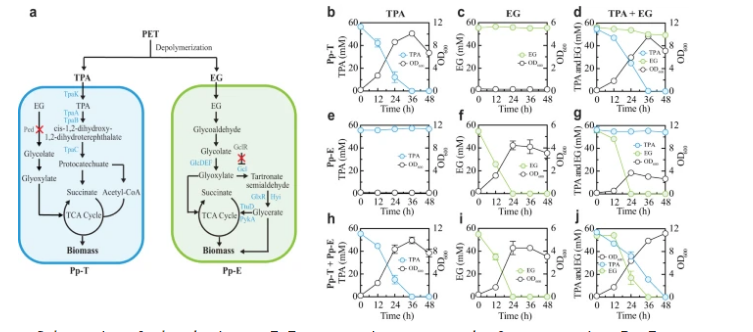A synthetic P. putida consortium for simultaneous TPA and EG degradation.