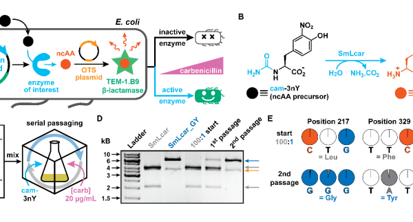 Selecting improved variants from heavily-skewed populations