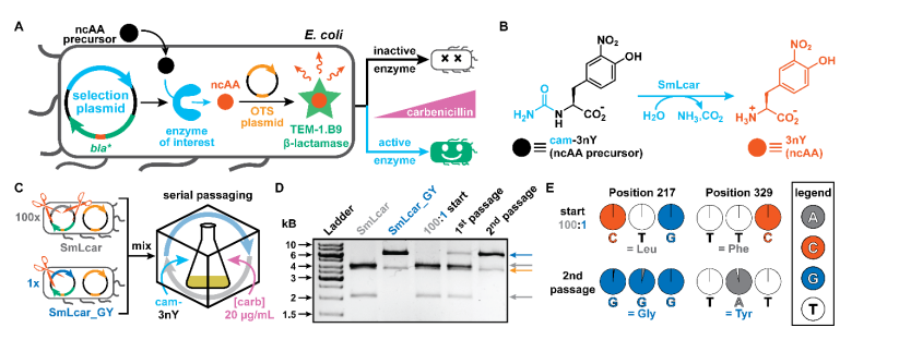 Selecting improved variants from heavily-skewed populations