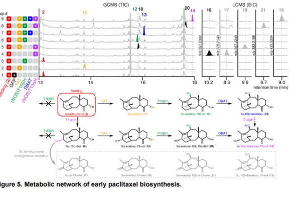 Metabolic network of early paclitaxel biosynthesis.