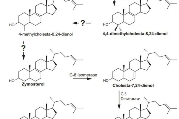 E. Hypothetical cholesterol biosynthesis pathway in Salina