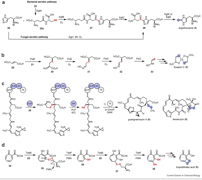 Multiple aspects of sulfur incorporation into natural product ...