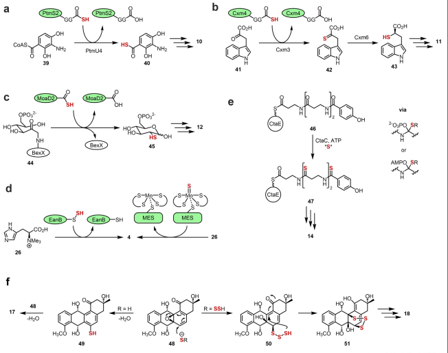 Multiple aspects of sulfur incorporation into natural product ...