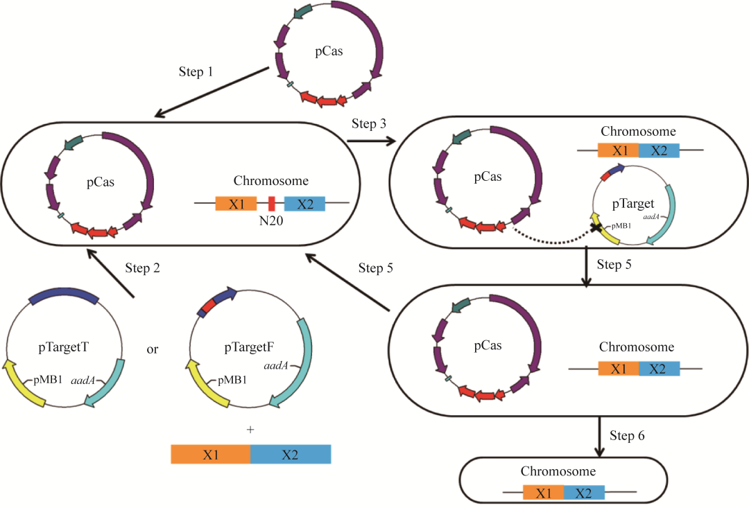 CRISPR/Cas9 editing of E. coli engineered bacteria for the production ...