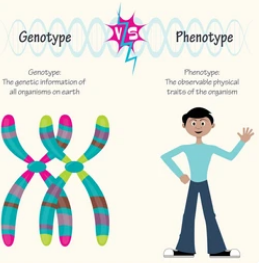 phenotype vs genotype