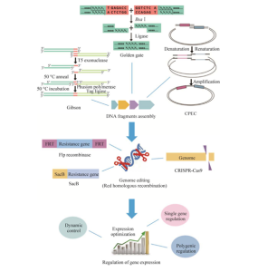 Analysis of metabolic engineering pathways and optimization in ...