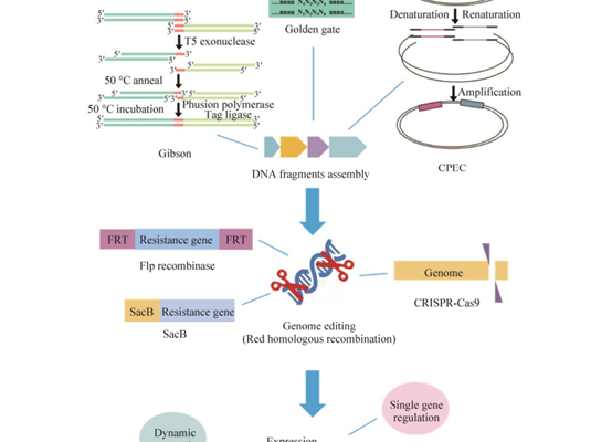 Escherichia coli metabolic engineering technology