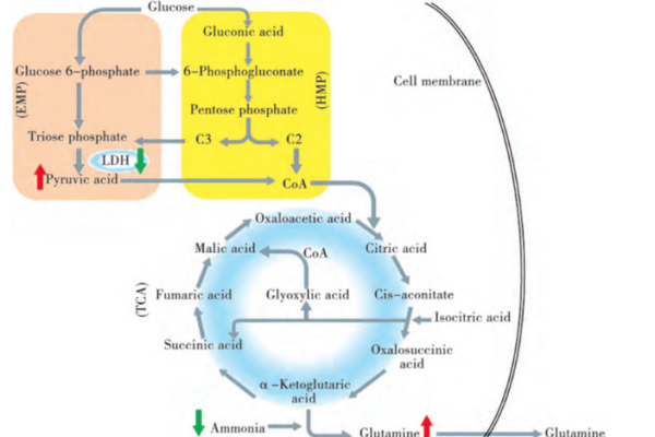 Glutamine synthesis pathway