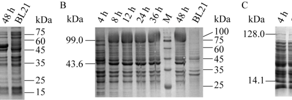 SDS-PAGE validation of overexpressing key enzyme genes