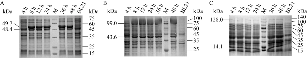 SDS-PAGE validation of overexpressing key enzyme genes