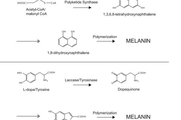 Comparison of DNH (top) and L-dopa (bottom) melanin synthesis pathways.