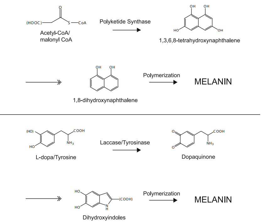 Comparison of DNH (top) and L-dopa (bottom) melanin synthesis pathways.