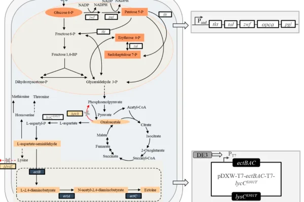 Tetrahydropyrimidine biosynthesis pathway