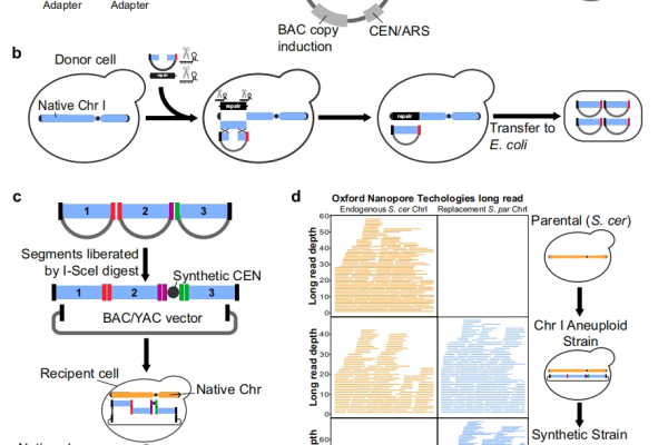 Using CReATiNG to Synthesize Chromosomes Instead of Yeast Natural Chromosomes