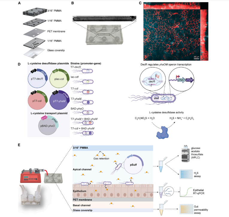 Characterization and synthetic biology strategies of GMPS