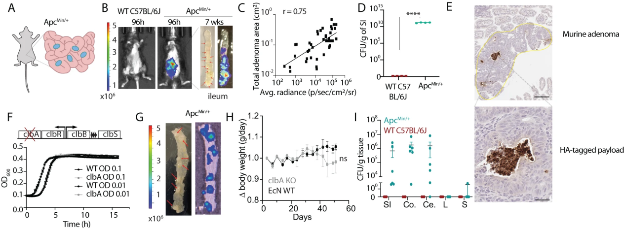 Adenoma colonization of Escherichia coli Nissle 1917 (EcN) in CRC genetically engineered mouse models