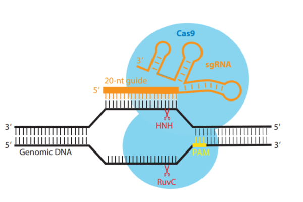CRISPR-CAS system