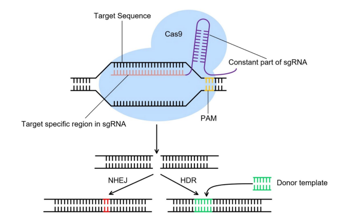 CRISPR/Cas9 genome editing system(Y Cui, et al.,2018)
