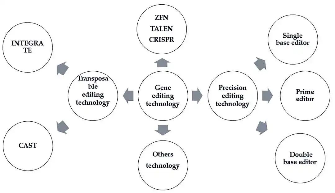 Application of CRISPR/Cas9 gene editing technology - CD Biosynsis