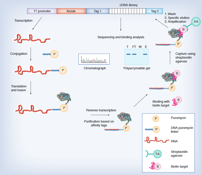 General selection scheme for target-binding partners using mRNA display