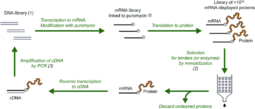 Selection and evolution of proteins by mRNA display