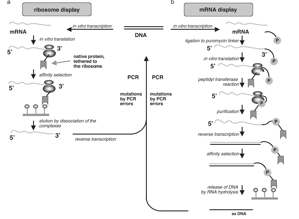 Comparison of two alternative strategies for coupling phenotype and genotype in vitro