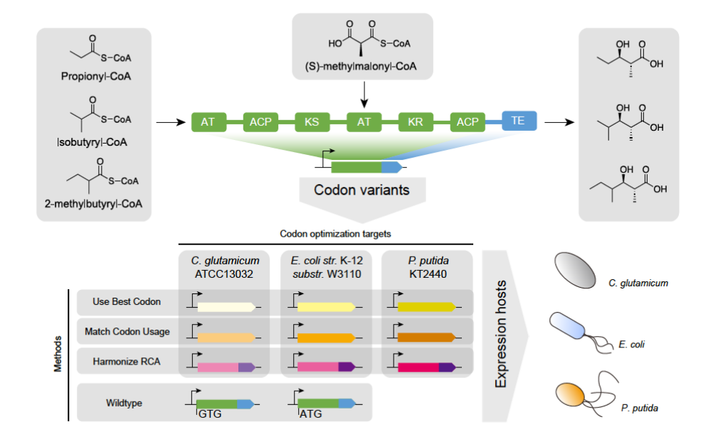 Engineered polyketide synthase with applied codon optimization strategies and targeted heterologous hosts