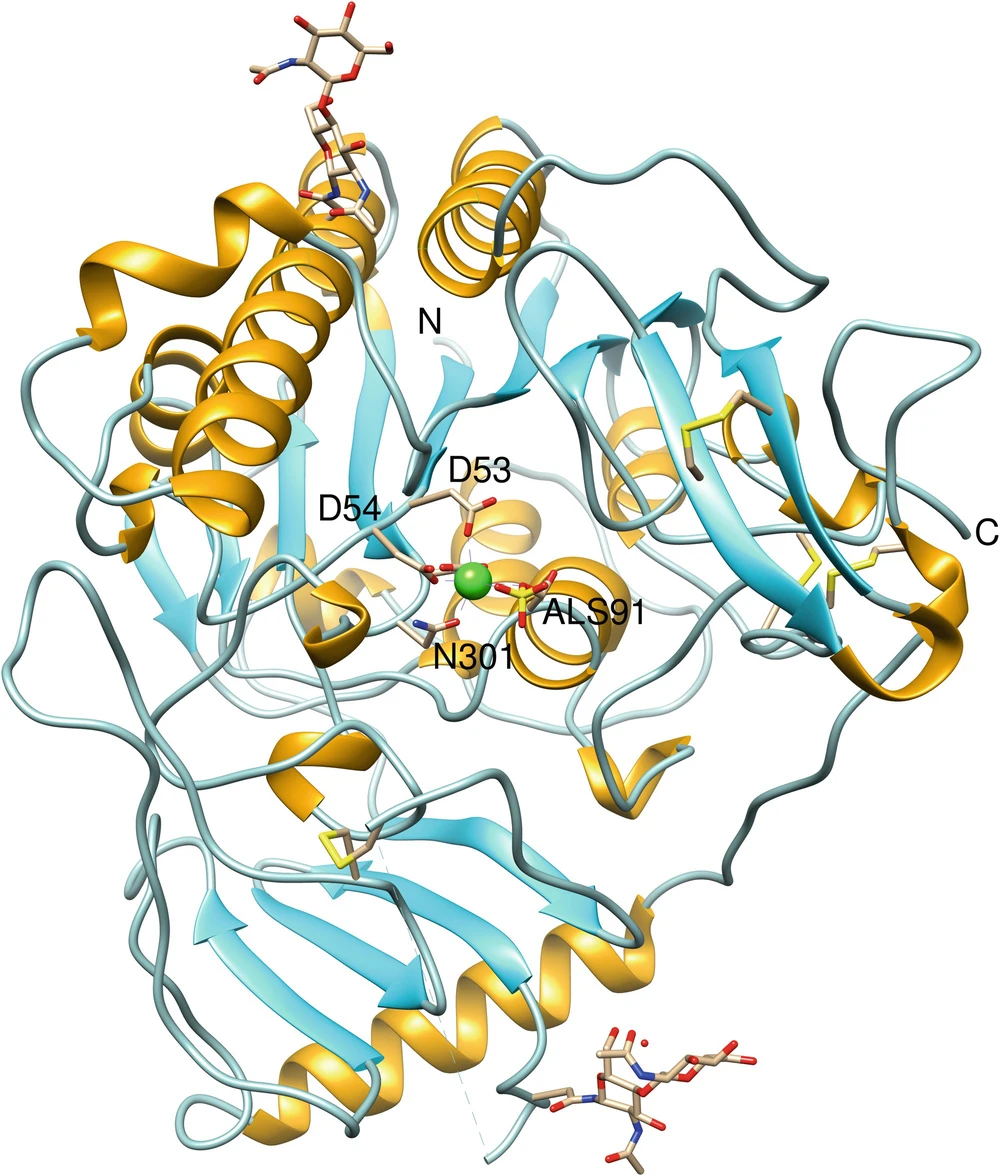 Ribbon diagram of human N-acetylgalactosamine-4-sulfatase crystal structure.