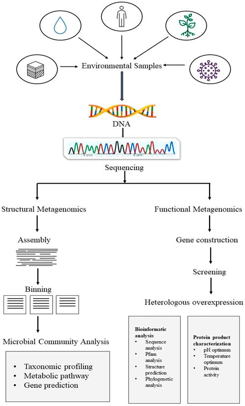 Framework for metagenomics inculcates its two main studies.