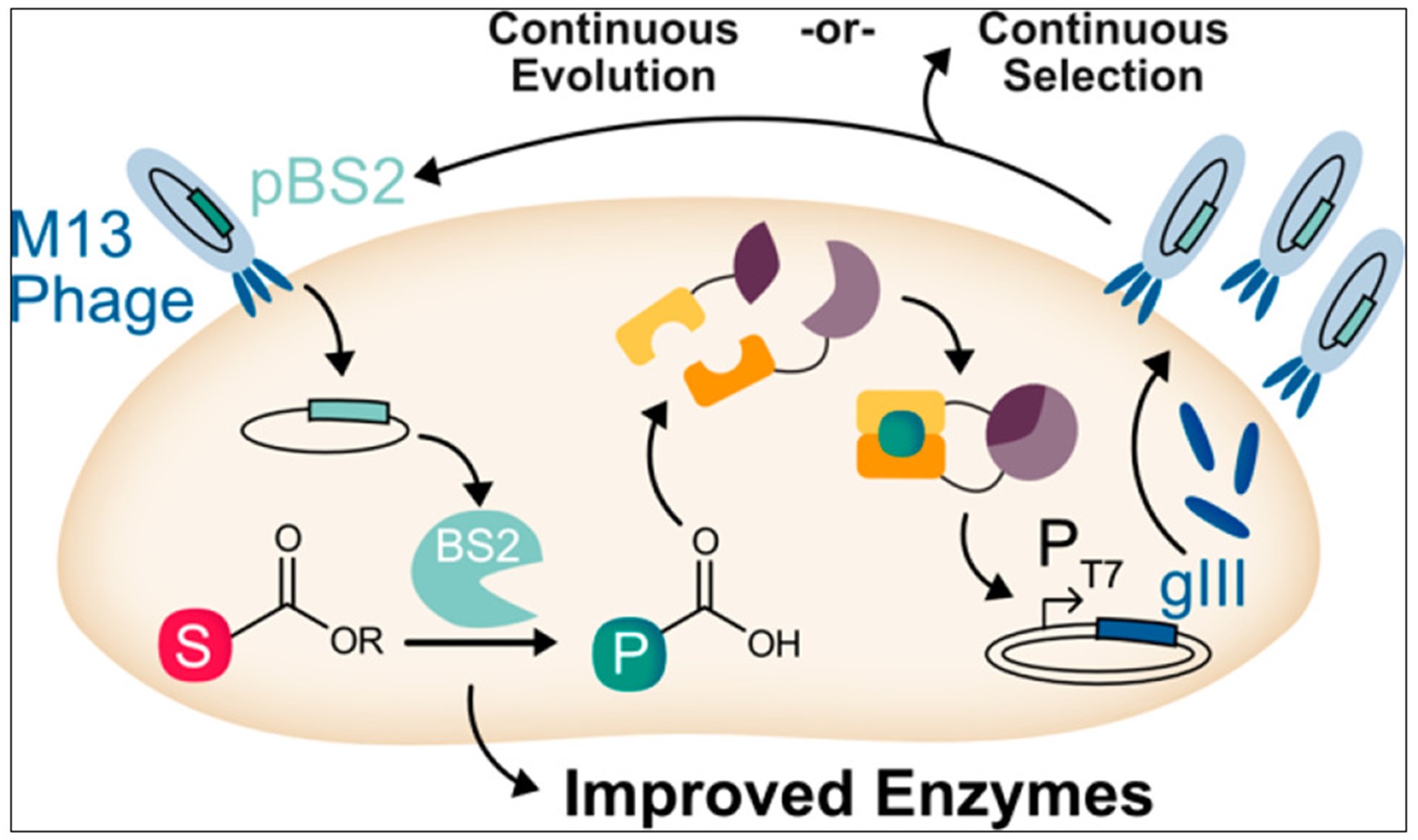 Fig. 1 Improvement of enzymes using phage-based continuous evolution and selection technologies to engineer enzymes.