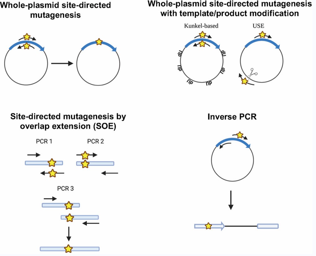 Enzyme Library Construction CD Biosynsis