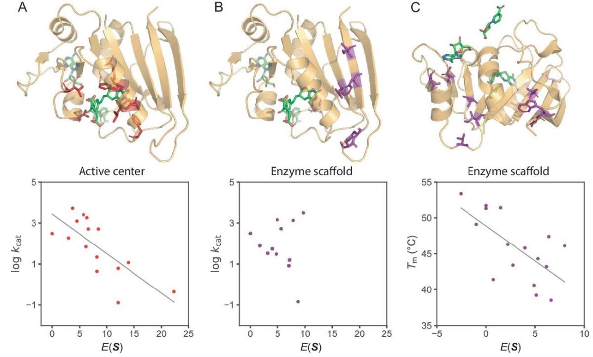 Strong correlation between enzyme physicochemical properties and evolutionary information as extracted from sequence data using generative AI, showcased using DHFR. (Wen Jun Xie, et al., 2023)