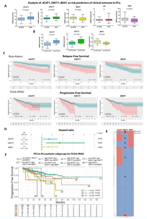 Bioinformatics analysis of ketogenic/ketolytic enzymes (Estefania L., et al., 2021)