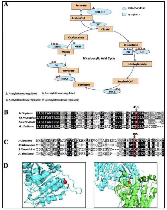 Bioinformatics analysis of enzymes involved in the tricarboxylic acid cycle (Hong Xu, et al., 2016)
