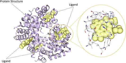 Computational modeling as a tool to Investigate enzyme-ligand binding site  (Juan J. Perez, et al., 2021)
