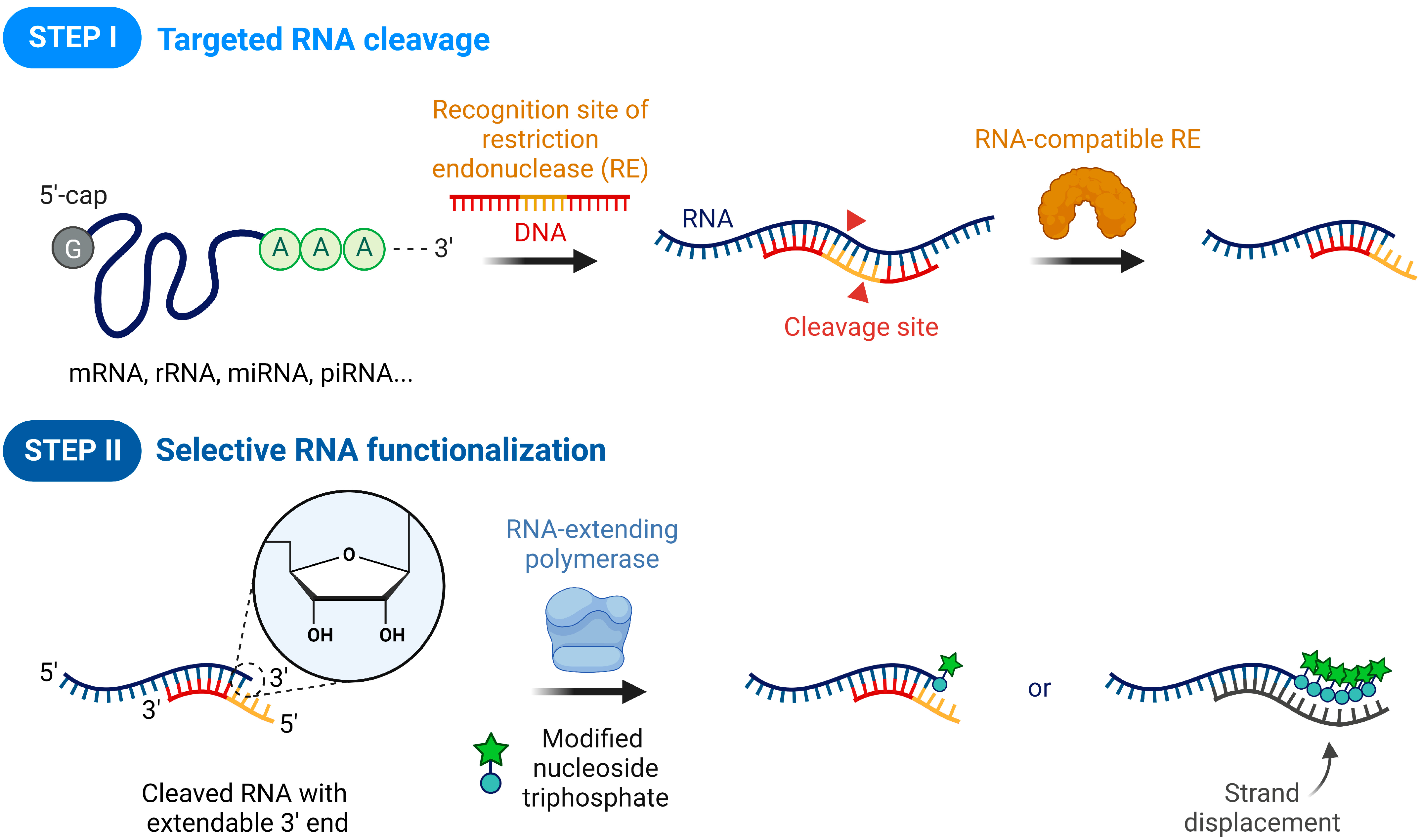 Sequence-specific RNA functionalization using restriction endonuclease-based RNA cutting and RNA-compatible polymerase-based terminal modification.