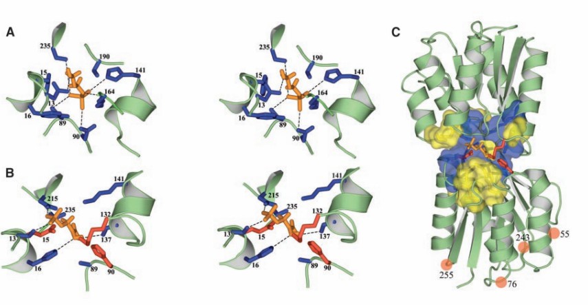 Predicted structures of Enzyme designs (Mary A, et al., 2004)