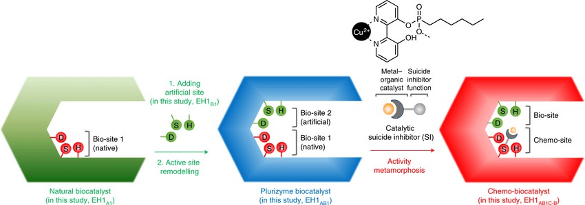 General concept for engineering proteins with two active sites (Sandra A. R., et al., 2020)