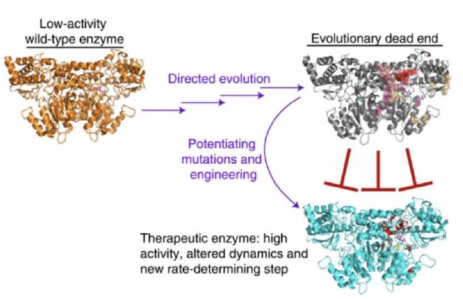Bypassing evolutionary dead ends and switching the rate-limiting step of a human immunotherapeutic enzyme (John Blazeck, et al., 2022)