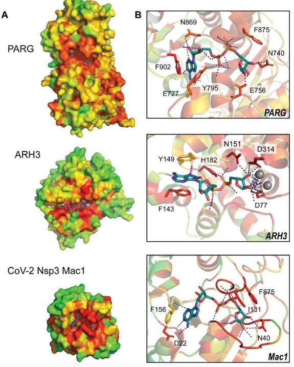 Constructs of yCD variants and their relative activity (Davide Moiani, et al., 2021)