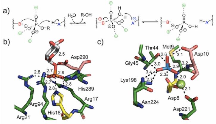 Covalent catalysis in the enzymatic hydrolysis of phosphomonoester substrates (Martin Pfeiffer, et al., 2022)