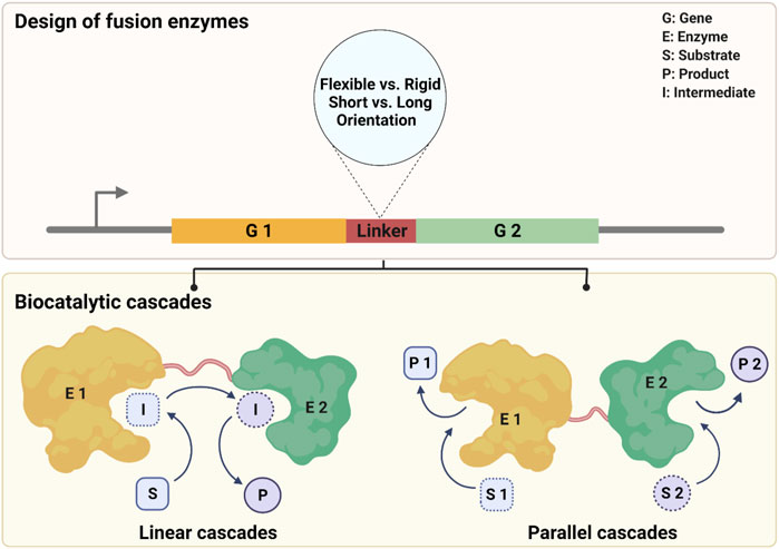 Design of fusion enzymes for two biocatalytic cascade processes (Yu Ma, et al., 2022)