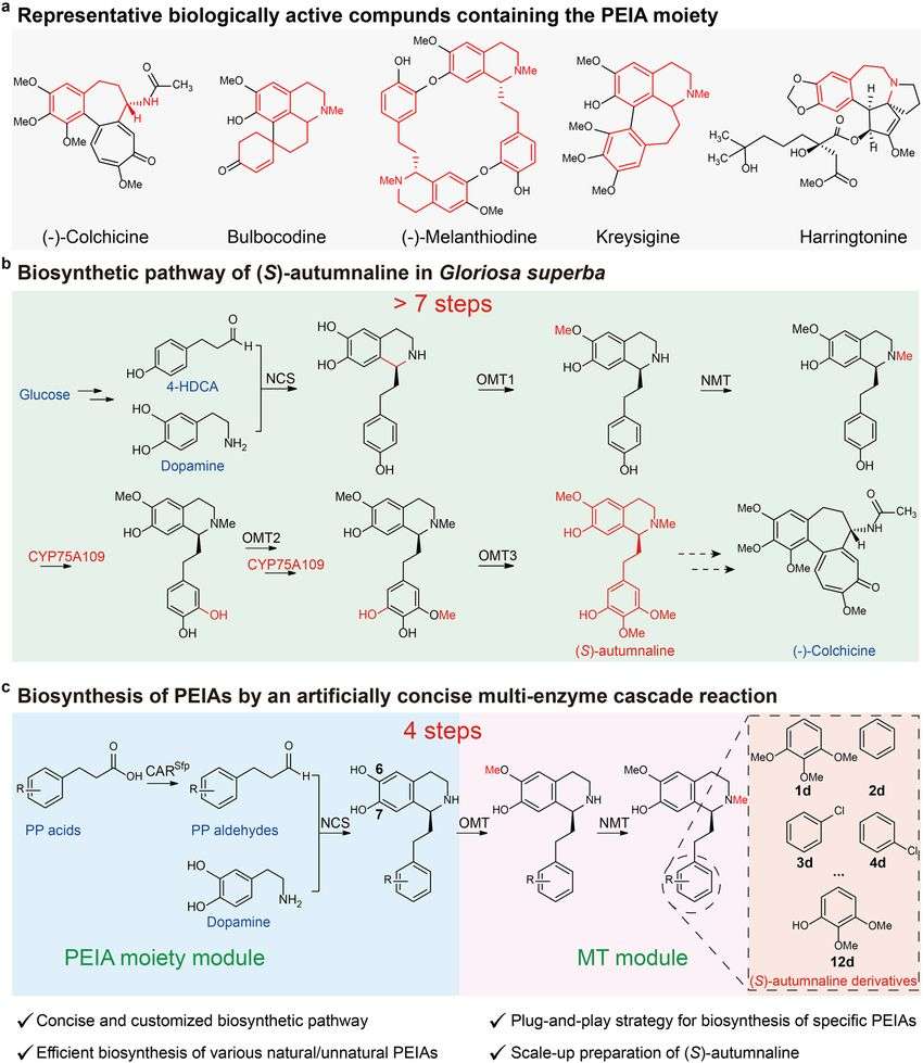 Modular assembly of an artificially concise biocatalytic cascade for the manufacture of phenethylisoquinoline alkaloids (Yue Gao, et al., 2024)